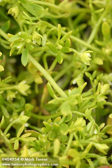 Floerkea proserpinacoides