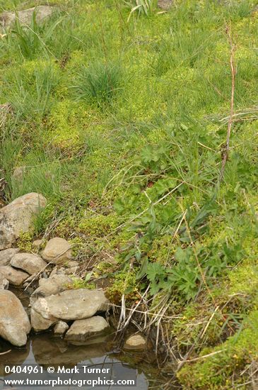 Floerkea proserpinacoides