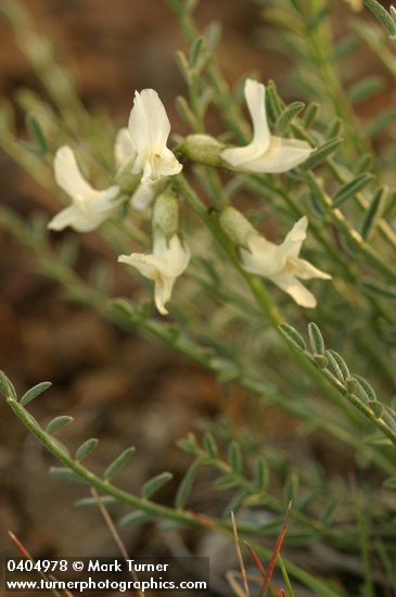 Astragalus reventiformis