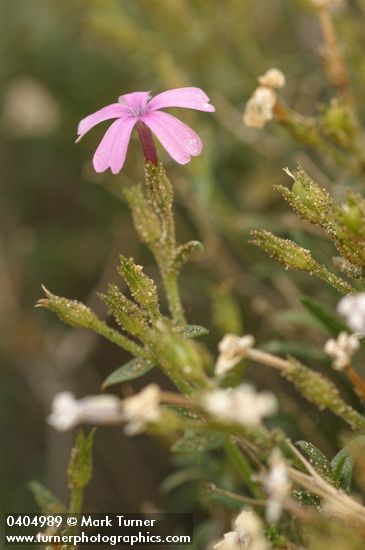Phlox speciosa