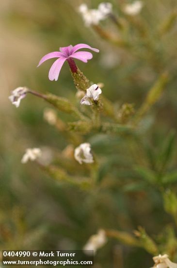 Phlox speciosa