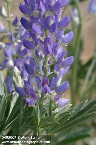 Lupinus rivularis