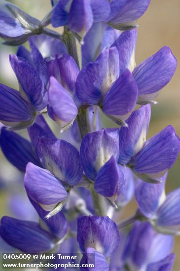 Lupinus rivularis