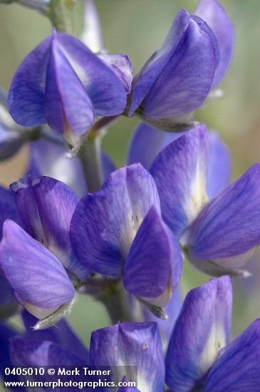 Lupinus rivularis