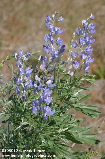 Lupinus rivularis