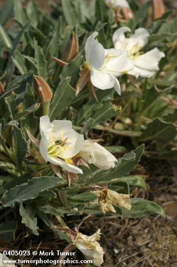 Oenothera caespitosa