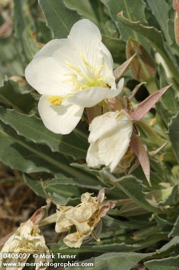 Oenothera caespitosa