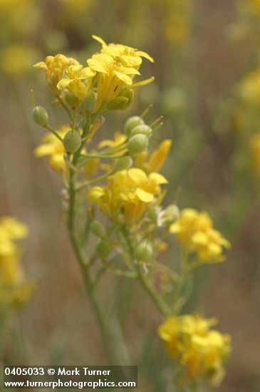Lesquerella douglasii