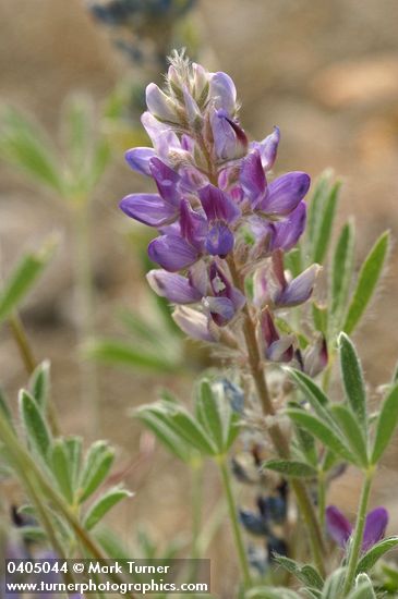 Lupinus aridus ssp. aridus (L. lepidus var. aridus)