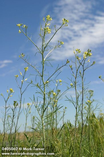 Sisymbrium altissimum