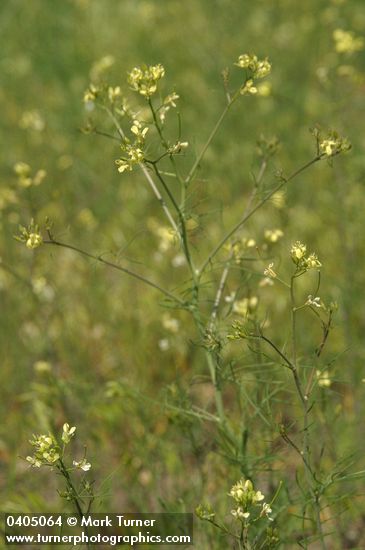 Sisymbrium altissimum