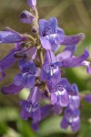 Sticky-stem Penstemon blossoms detail