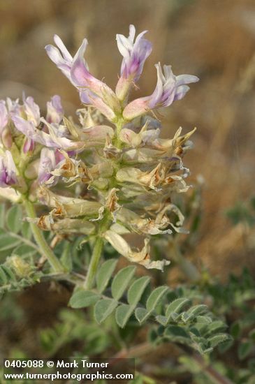 Astragalus succumbens