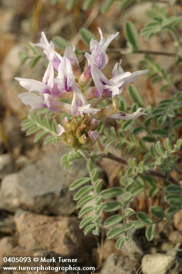 Astragalus succumbens