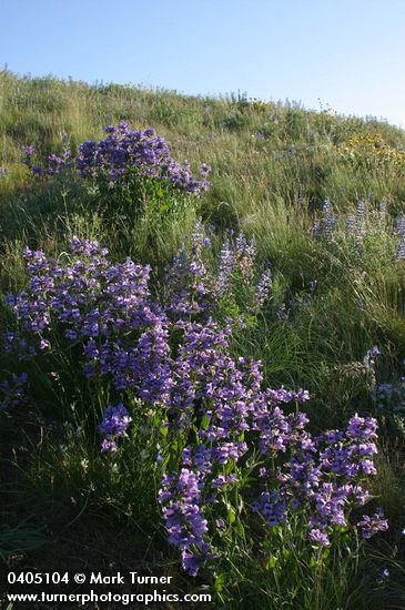 Penstemon glandulosus