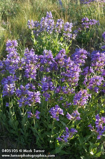 Penstemon glandulosus
