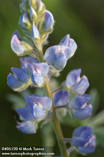 Lupinus argenteus