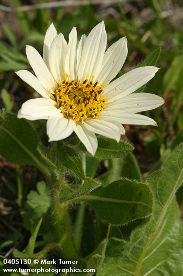 Wyethia helianthoides