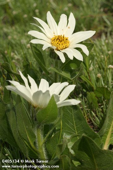 Wyethia helianthoides
