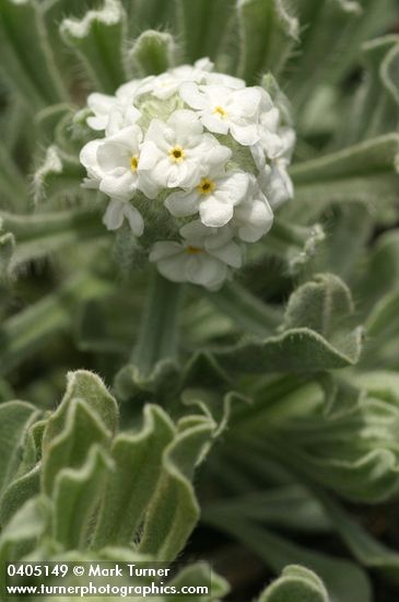 Cryptantha celosioides