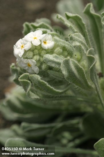 Cryptantha celosioides