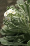 Cockscomb Cryptantha blossoms & foliage
