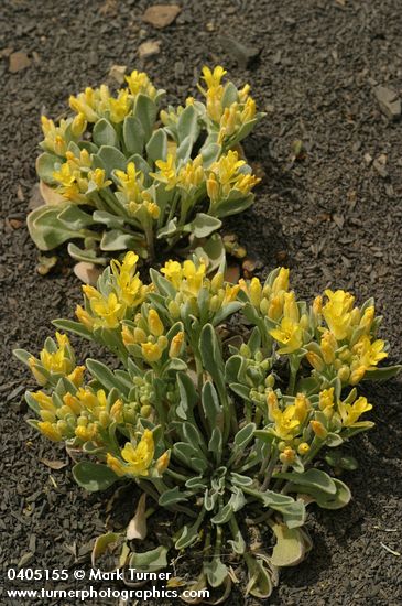 Lesquerella occidentalis