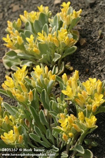 Lesquerella occidentalis