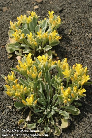 Lesquerella occidentalis