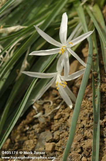 Leucocrinum montanum