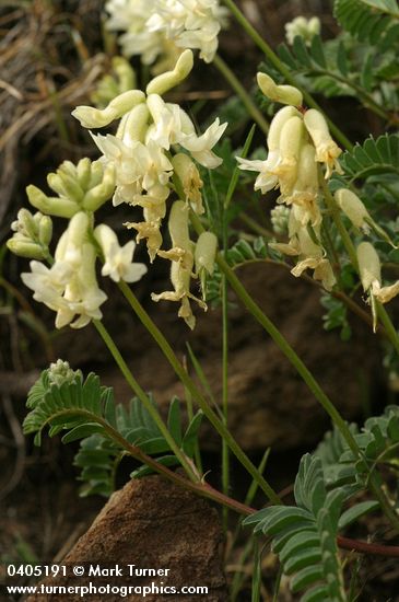Astragalus sp.