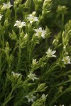 Nuttall's Sandwort blossoms & foliage