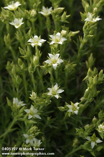 Minuartia nuttallii ssp. nuttallii (Arenaria nuttallii)