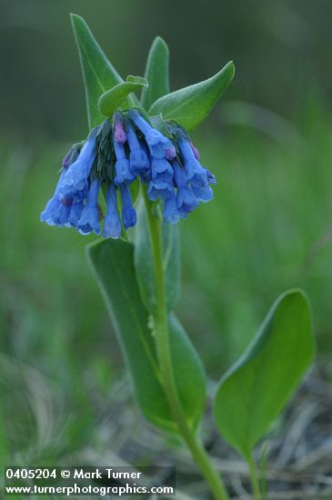 Mertensia longiflora
