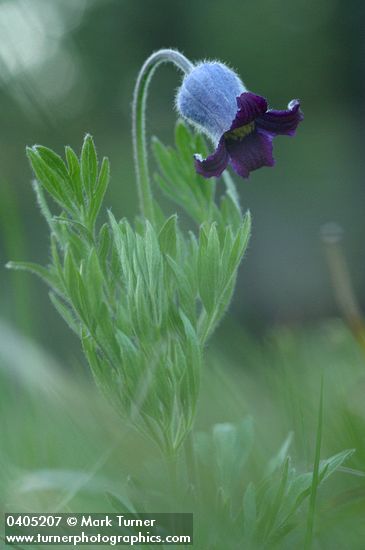 Clematis hirsutissima
