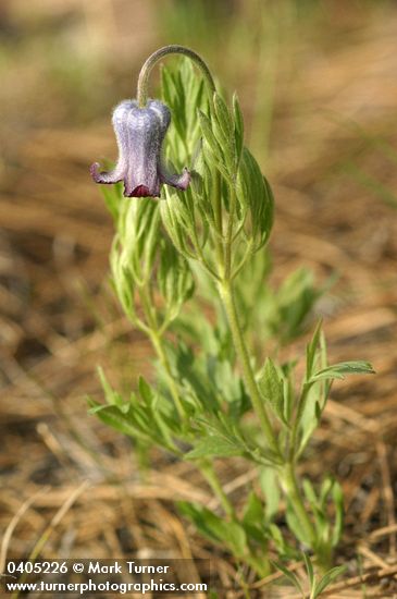 Clematis hirsutissima
