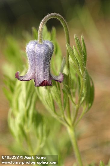 Clematis hirsutissima