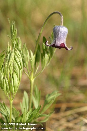 Clematis hirsutissima