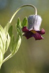 Vase Flower blossom detail, low angle