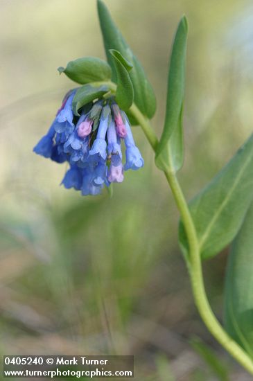 Mertensia longiflora
