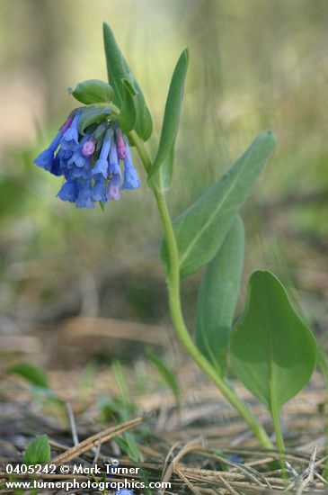Mertensia longiflora
