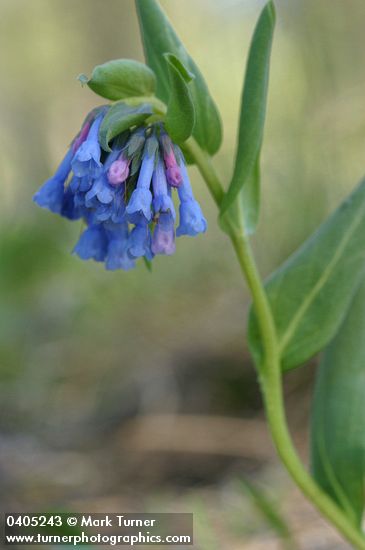 Mertensia longiflora
