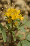 Golden Bee Plant blossoms & foliage detail