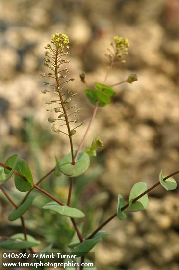 Lepidium perfoliatum