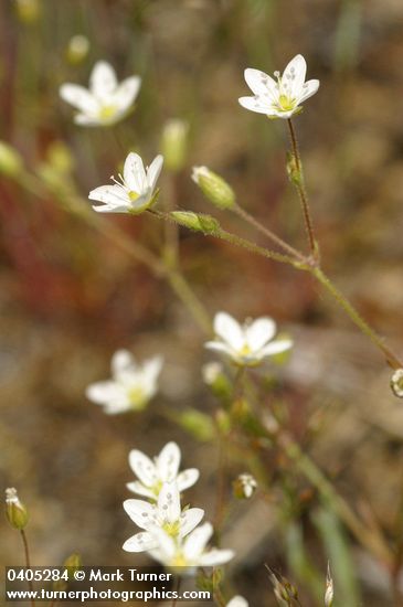 Minuartia tenella