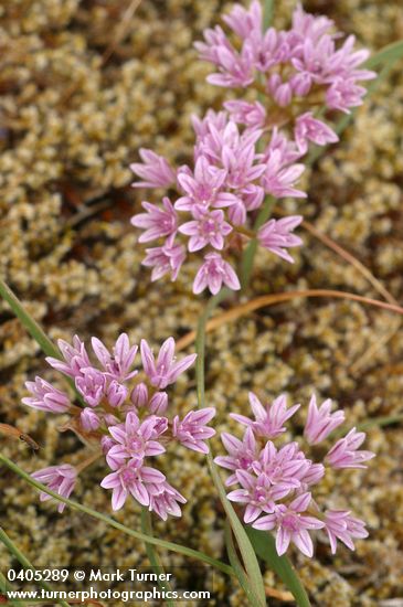 Allium crenulatum