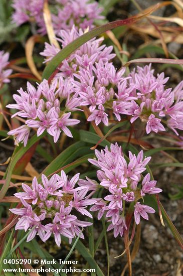 Allium crenulatum