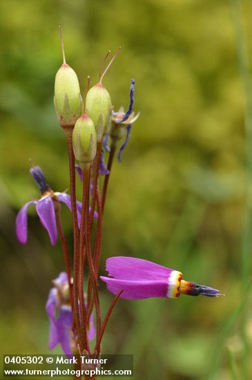 Dodecatheon hendersonii