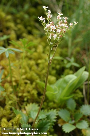 Saxifraga rufidula