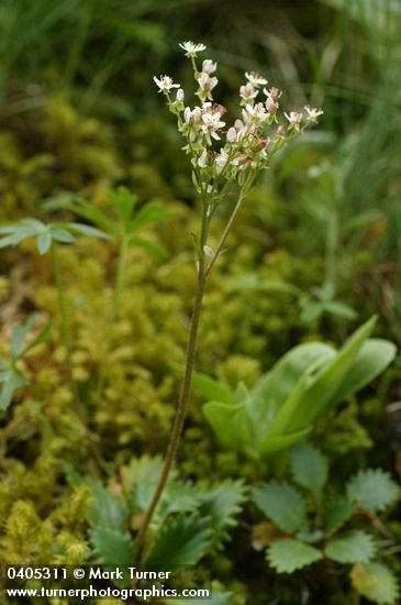 Saxifraga rufidula